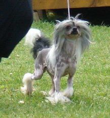 Alines Sir Smudge O' Sweetvalley Alines Sir Smudge O' Sweetvalley