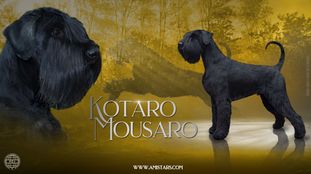 Kotaro Mousaro Kotaro Mousaro