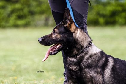Miro von der alten Schmiede Miro von der alten Schmiede
