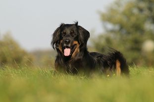 Duke von der Waldlichtung Duke von der Waldlichtung