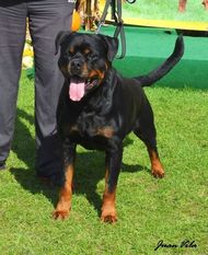 Vico von der Maxi Rott Vico von der Maxi Rott