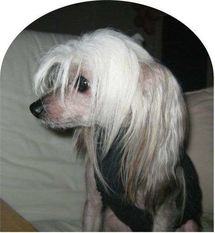 Oromuson Wua Questo Qua Oromuson Wua Questo Qua