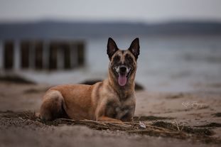 Fritzi (Lehmann) Fritzi (Lehmann)