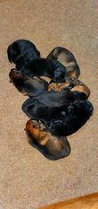 K9 Crew Danger K9 Crew Danger