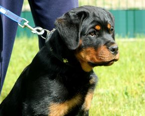 Bubota Negra vom Spitzbubenberg Bubota Negra vom Spitzbubenberg