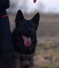 Cisco von der Bruderschaft Cisco von der Bruderschaft