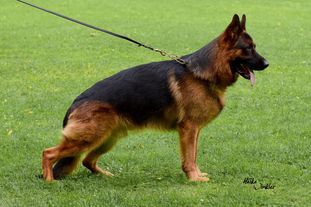 Tyson von der Piste Trophe Tyson von der Piste Trophe