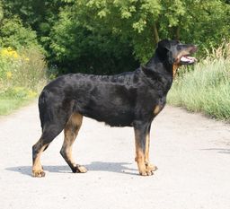 Fylga Astra Canina Fylga Astra Canina