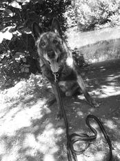 Sir Balou des Teutones Sir Balou des Teutones