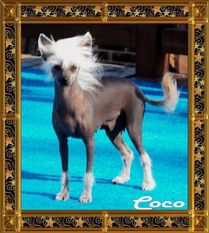 Lawson's Color Me Coco Lawson's Color Me Coco