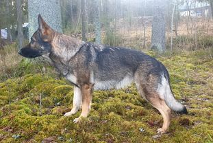 Troyen's Ihan Kiva Troyen's Ihan Kiva