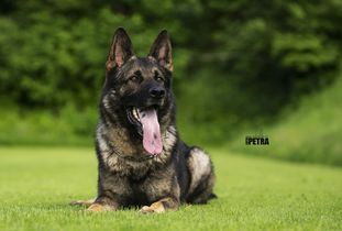 Kody vom Wolfsfriede Kody vom Wolfsfriede