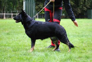 Miss Moneypenny vom Hofe Schumacher Miss Moneypenny vom Hofe Schumacher