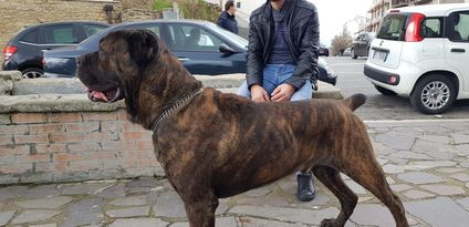 Orso (LOI 11159267) Orso (LOI 11159267)
