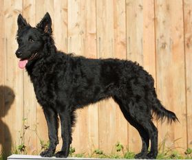 Nyirsèfia Rebi (Holleber) Nyirsèfia Rebi (Holleber)