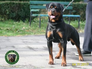 Bono Rott de Rossi Bono Rott de Rossi
