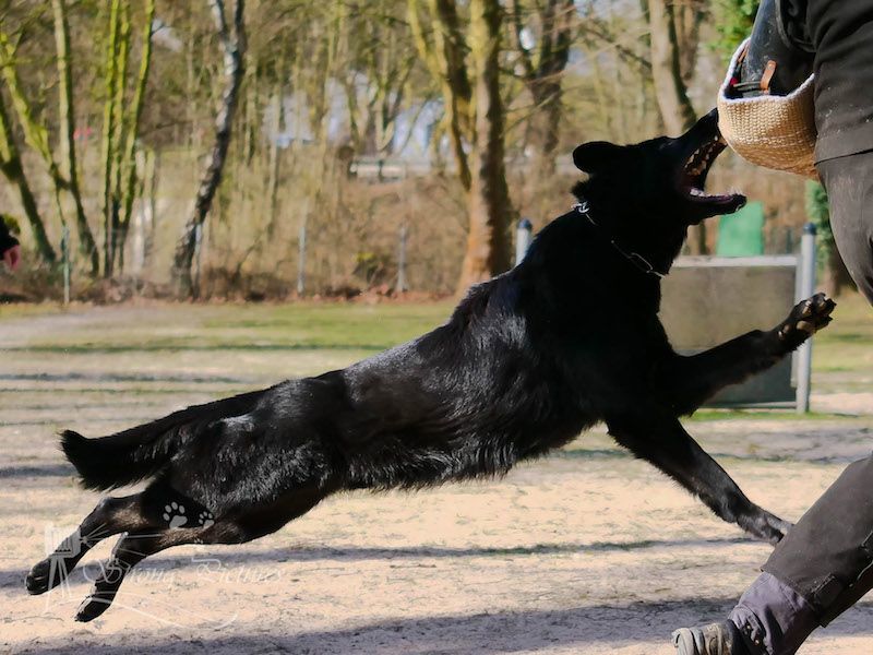 Irak vom Teufelshang workingdog