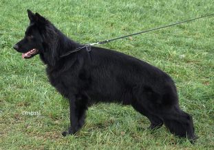 Lennox vom Großen Ex Lennox vom Großen Ex
