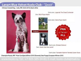 Lanart Blue Velvet Ksolo Club Lanart Blue Velvet Ksolo Club