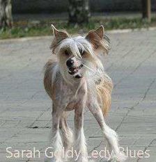 Sarah Gold Lady Blues Sarah Gold Lady Blues