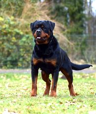 Rasty von St. Niclas Rasty von St. Niclas