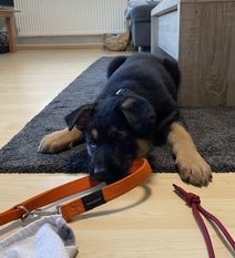 Ella vom Haus Taurus Ella vom Haus Taurus