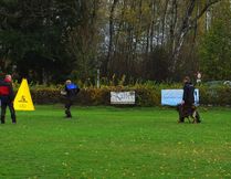 Edmund Vom Haus Pixner Working Dog