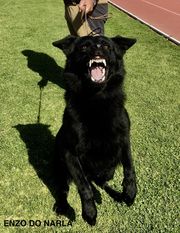 Enzo do Narla Enzo do Narla