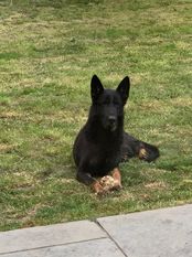 Hundeschafer Drago Hundeschafer Drago
