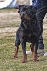 Niko von Kalacberg II Niko von Kalacberg II