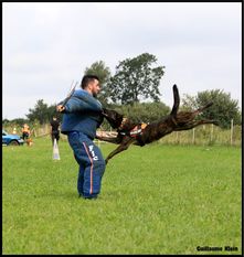 Jerich Parzival de la Terre des Flandres Jerich Parzival de la Terre des Flandres