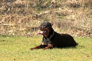 Gucci aus der Wildnis Gucci aus der Wildnis