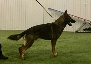 Grå-Damen's Gråmann Grå-Damen's Gråmann