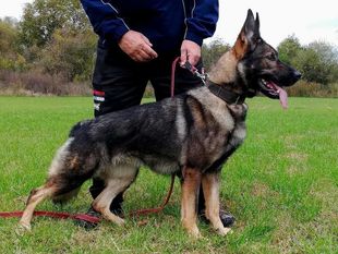 Isha Lengy Working Dog