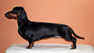 Milli Diva Noire Milli Diva Noire