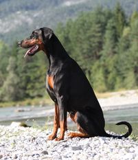 Tessa vom Hellerwald Tessa vom Hellerwald