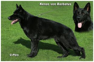 Kenzo vom Barbatus Kenzo vom Barbatus