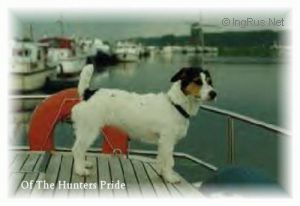 Jacky Of The Hunters Pride Jacky Of The Hunters Pride