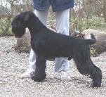 Jackpot Black Grand Clavera