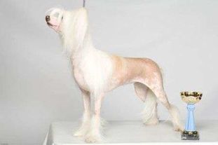 Olegro Katrin Legendary Blondy Olegro Katrin Legendary Blondy