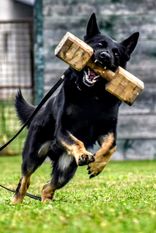 Fox Fighter vom Hause Meraner Fox Fighter vom Hause Meraner