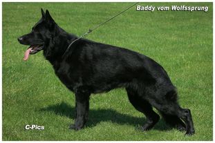 Baddy vom Wolfssprung Baddy vom Wolfssprung