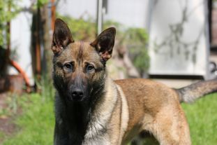 Ajax (Foerster) Ajax (Foerster)