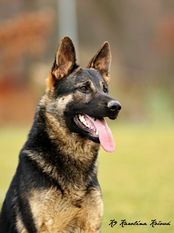 Ilyushin European K9 training base Ilyushin European K9 training base