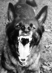Juma vom Wolfsheim Juma vom Wolfsheim