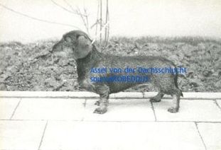 Assel von der Dachsschlucht Assel von der Dachsschlucht