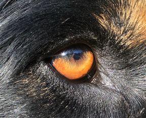 Joe ex Canis Lupus Joe ex Canis Lupus