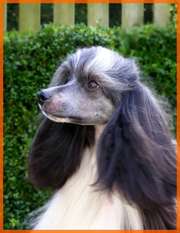 Lisar's Image In Lisar's Image In