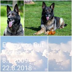 Fency von Gut Korten Fency von Gut Korten