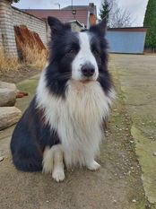 Balto Natalaland Balto Natalaland